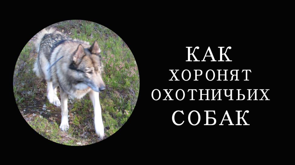 Как хоронят охотничьих собак