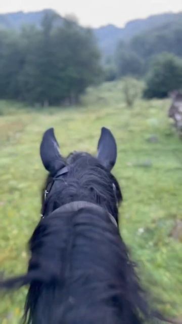 У нас утро начинается с 4 часов👍👍👍. Ночь. Рассвет. Утро. Лошади. Прогулка. Отдых 🔥🔥🔥 смотреть онлайн