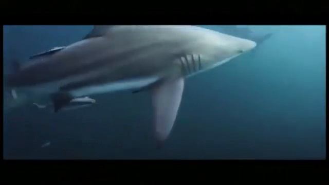 ALERTA EN LO PROFUNDO 3 MÚSIC VÍDEO смотреть онлайн