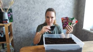 Ялтинский лук. Посадка.