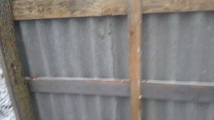 козы. дойный аппарат. и немного о делах.