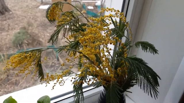 Фея и мимоза смотреть онлайн