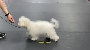 Занятие с хендлером. Подготовка к выставке.