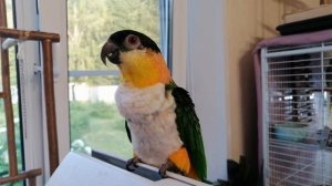 Попугай каик Луша танцует