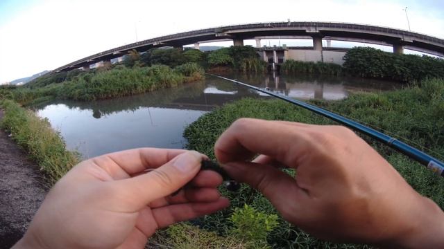 再次出發釣「水溝三寶」，結果沒想到又是海鰱來咬呀~~  #路亞 #海鰱