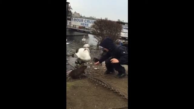 Ручная выдра