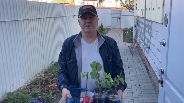 Белыи амур на гриле. День в разъездах. Серия  487.