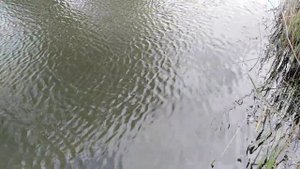 Поймал судака часть 1