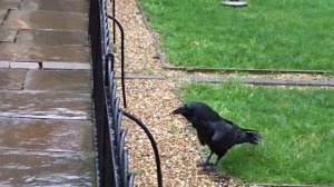 4. Вороны в Тауэре