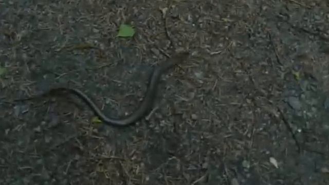 Anguidae смотреть онлайн