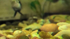 Рыбки попугайчики. мальки.