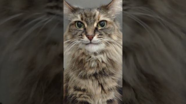 Разминка языка для ответственного дела - смотреть до конца 😂 наша Мася отжигает.
