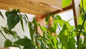 Острый перец "Тещин язык" на балконе: делюсь опытом