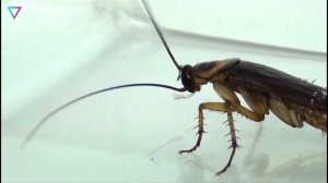 ▽ Самые древние животные, которые не изменились со времен динозавров