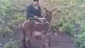 Мусафеди харгой тамошо кунен