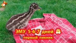 Эму 5-6-7 дней прогулки и первый пикник на свежем воздухе ❣️🤗😍