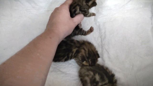 Наша Бенгальская семья. Котятам 1 неделя смотреть онлайн