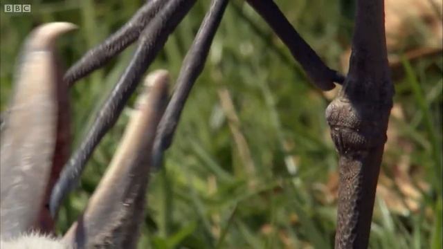 ▽ Самая странная птица в мире - китоглав смотреть онлайн