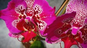 Phal. SA-138 от садовника Son Ya 🌺 Первое цветение азиатской крупноцветковой орхидеи бабочки 🥰 Обзо