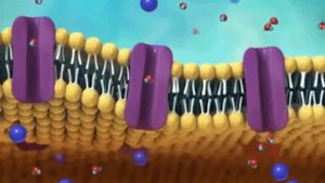 Как расторопша помогает печени? Какая польза от него?