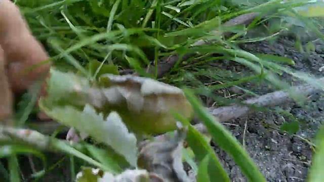 Наслідки заморозку на винограднику 19;05:2022р. смотреть онлайн