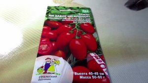 Высокоурожайные семена томатов от Уральского Дачника для Урала , Сибири и средней полосы России.