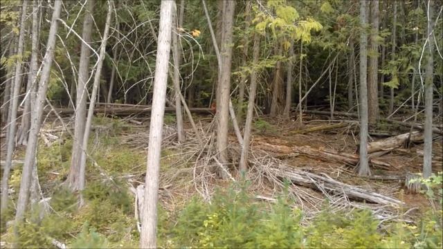 STIHL falls a tree