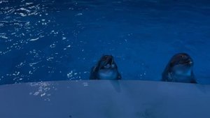 Первый Чеченский Тренер Дельфинов. Грозненский Дельфинарий