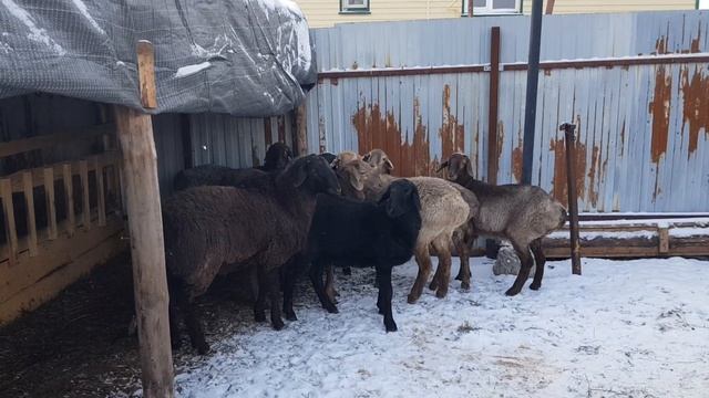 Курдючные овцы смотреть онлайн