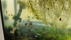 Лук в аквариуме выедает все из воды. Нитчатка уходит. Я кушаю салаты с луком))