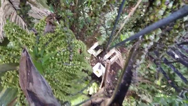 Teknik irisan miring kebelakang || mencegah keluarnya getah merah Bagian ke - 1 смотреть онлайн