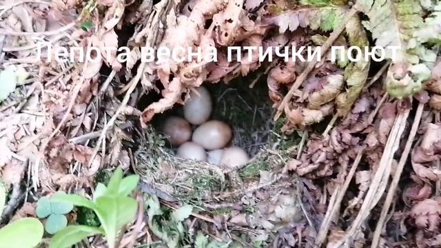 поиск монет с металлоискателем шурф старой мельницы  ( разведка)