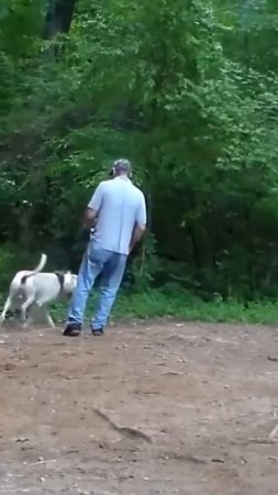Uncovering the Top 3 Most Dangerous Dogs You Didn't Know About.
