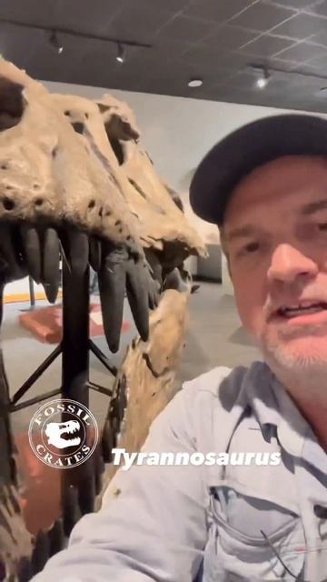 Tyrannosaurus rex Skull on Display at BYU Museum of Paleontology