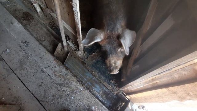 Дюрок 8 месяцев смотреть онлайн