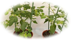 Физалис ягодный сорт - Сухоцветы в горшке на подоконнике 2024г.