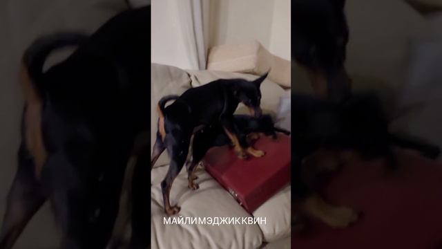 Щенки цвергпинчера
#щенкицвергпинчера