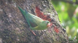 the pair of green parakeets get sap from a large tree