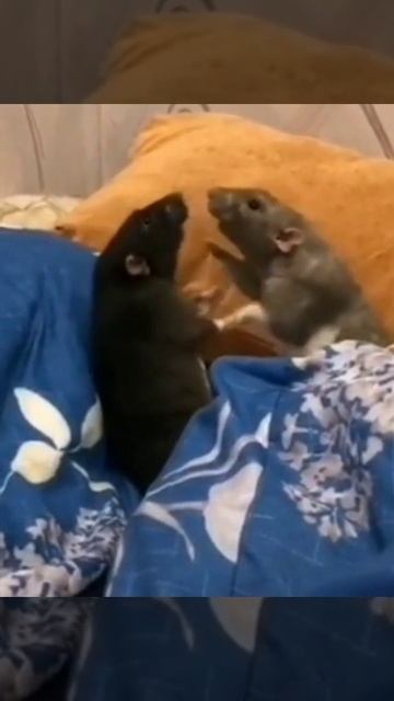 А ведь это могли бы быть мы с тобой, но ты не крыска 🥺