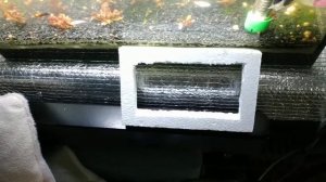 Жизнь аквариума на земле спустя месяц