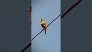 китайская зеленушка поёт . #зеленушка #птички #カワラヒワ#птица #birdwatching #птицы #birds