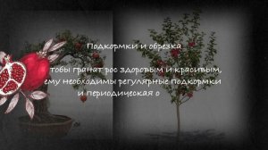 Как вырастить дерево граната дома: секреты ухода и цветения