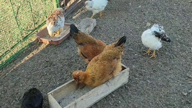 Русская Хохлатая характеристика, что за порода кур смотреть онлайн