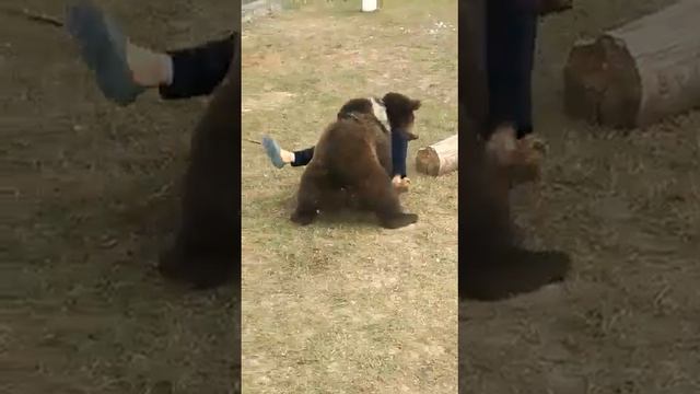 Медведь борец VS чеченец смотреть онлайн