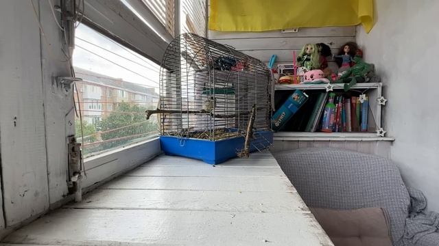 Начался ремонт мне страшно. Кира меня подставила. Тера болеет. Учу летать синичку. Мой день.