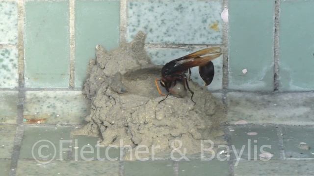 Potter wasp builds new pot #2, Malaysia. 66387.uhd смотреть онлайн