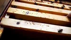 Пчеловодство.Пчёлы заливают майским мёдом в 33м р.....