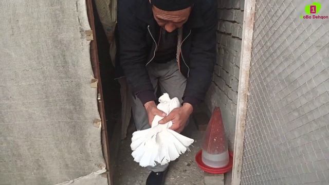 Андижаниский Кабутарлар зурлари TOZA ANJANISKIY ZOT Kaptarlar 100 500$