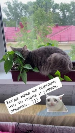 Когда ты пчела))) Но этого не оценили..