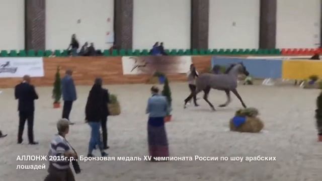 АЛЛОНЖ 2015г.р., арабский жеребец смотреть онлайн
